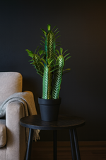 Cactus Decorativo 60 cm